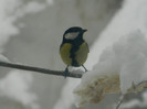 DSCN4368