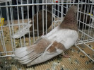 DSCN0693