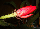 DSCN2565