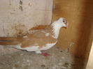 DSC06175