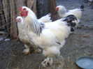 DSC04023