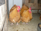 tineret 2012