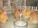 tineret 2012
