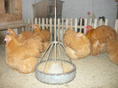 tineret 2012 Germ
