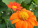 Floarea portocalie_3