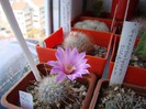 Mammillaria longiflora SB 494 Coneto Pass