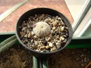 Mammillaria solisoides