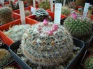 Mammillaria sp