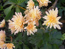 Crizanteme4