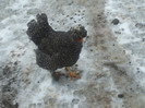 DSCF0576