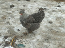 DSCF0590