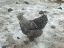 DSCF0591