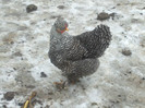 DSCF0592