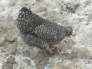 DSCF0597