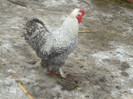 DSCF0598