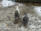 DSCF0599