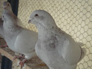 porumbei25-01-2013 004
