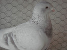 porumbei25-01-2013 008