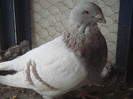 porumbei25-01-2013 022