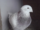 porumbei25-01-2013 023