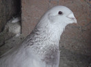 porumbei25-01-2013 027