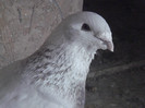 porumbei25-01-2013 029