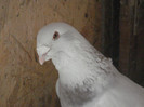 M2012 039
