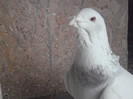porumbei25-01-2013 040