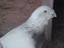 porumbei25-01-2013 043