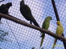 Papagali de stinca