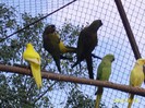 Papagali de stinca si Micul Alexander