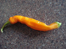 Orange Cayenne Pepper (2009, Aug.20)