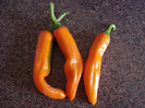Orange Cayenne Peppers (2009, Aug.28)