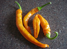 Orange Cayenne Peppers (2009, Aug.31)