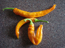 Orange Cayenne Peppers (2009, Aug.31)