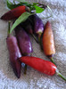 Black Chili Peppers (2009, Sep.02)