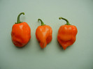 Orange Habanero Peppers (2011, Sep.09)