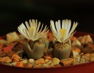 Lithops julii ssp fulleri