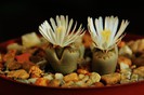 Lithops julii ssp fulleri