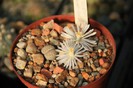 Lithops julii ssp fulleri