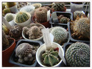 grup de cactusi 2