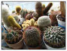 Grup de cactusi