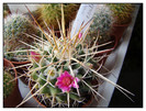 Mammillaria magnimamma