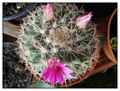 Mammillaria melanocentra