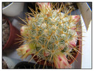Mammillaria microhelia 1