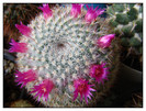 mammillaria sp