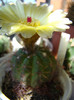 Notocactus ottonis