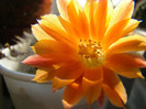 Rebutia flavistyla