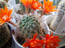 Rebutia aureispina KK1694