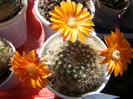 Rebutia flavistyla